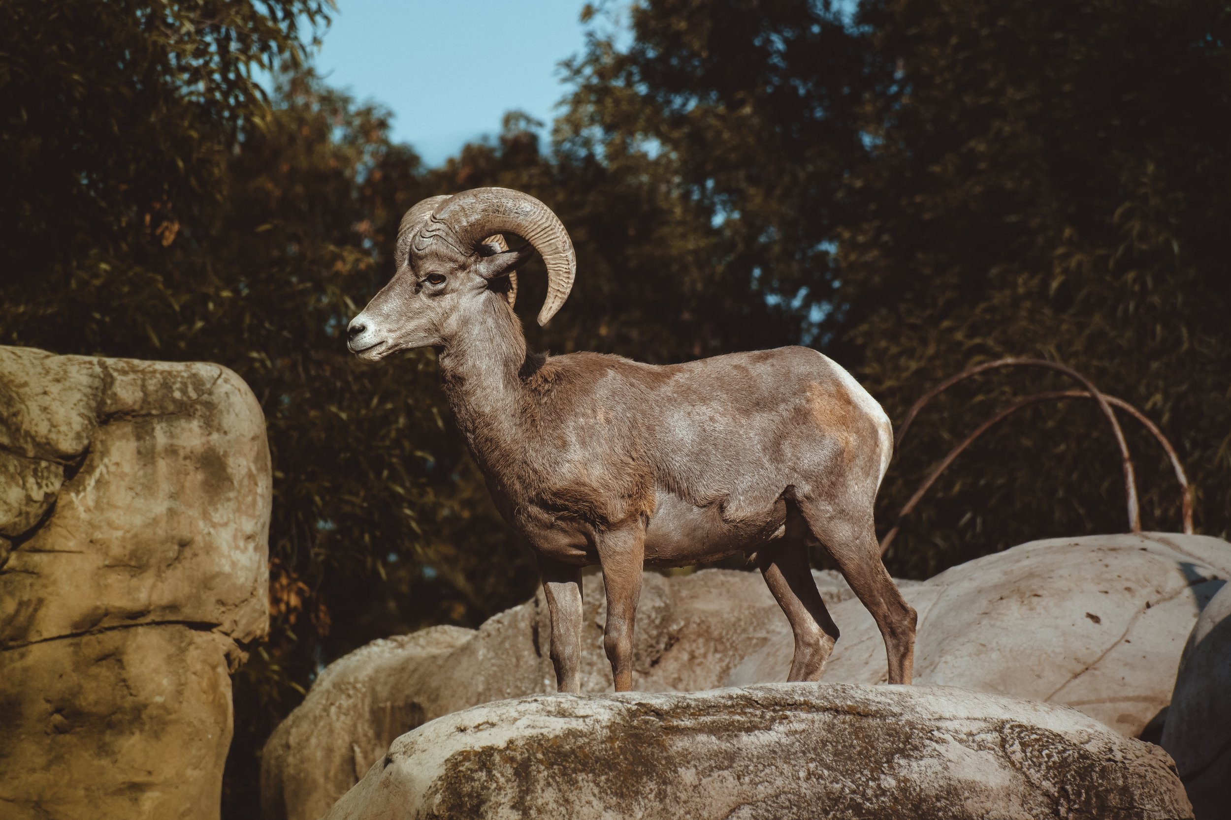 New Moon in Capricorn
