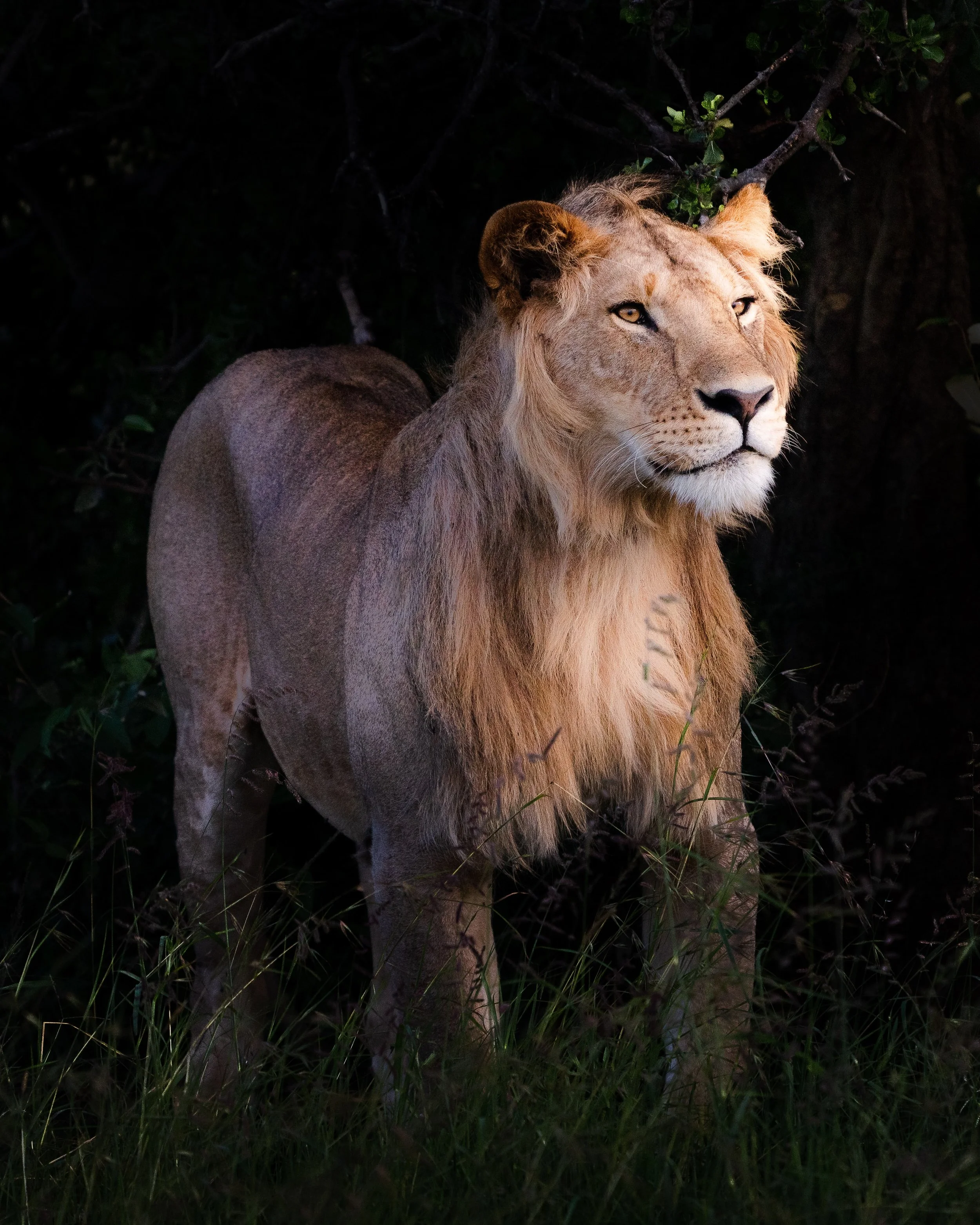 Full Moon in Leo