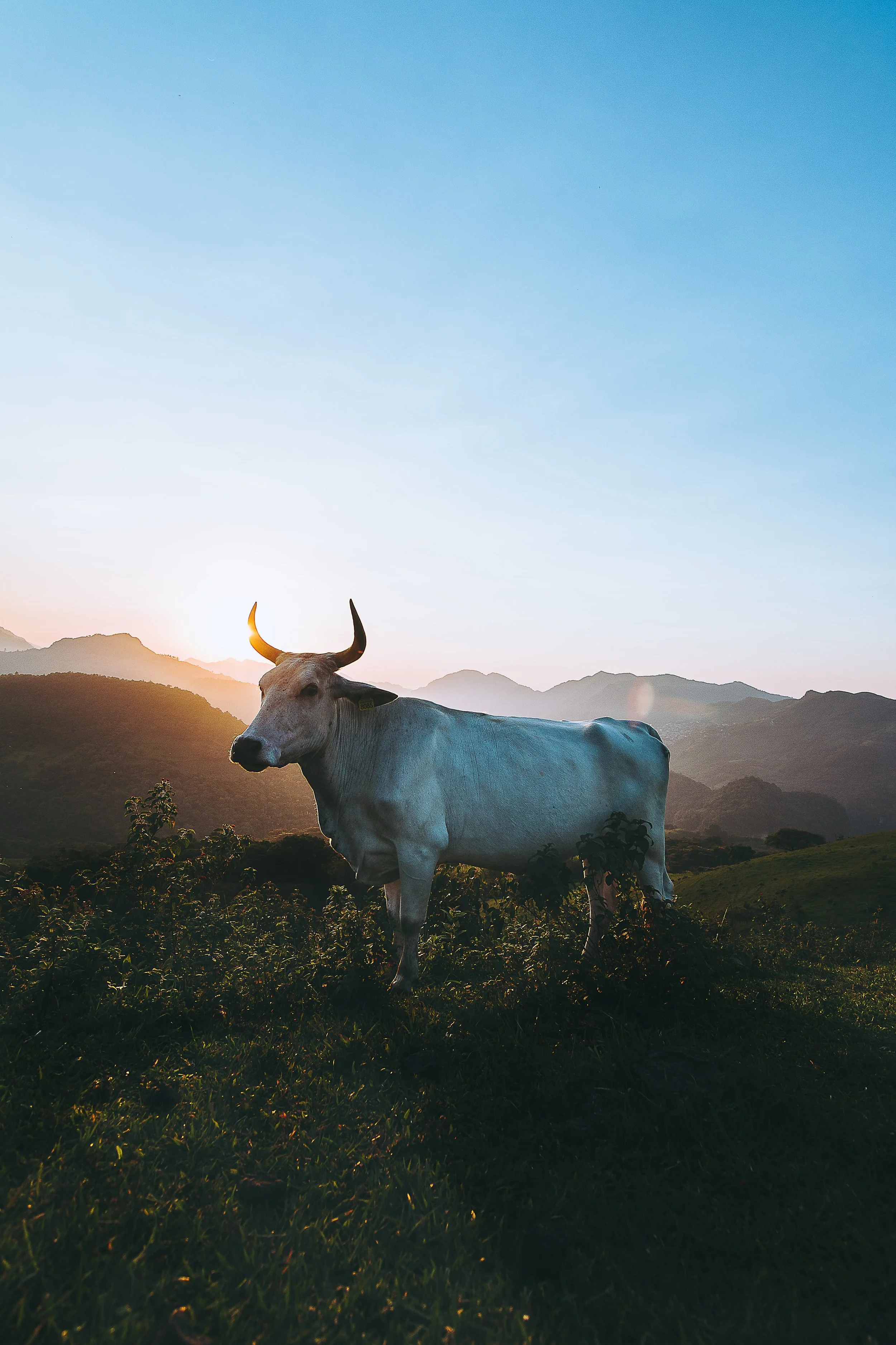 New Moon in Taurus