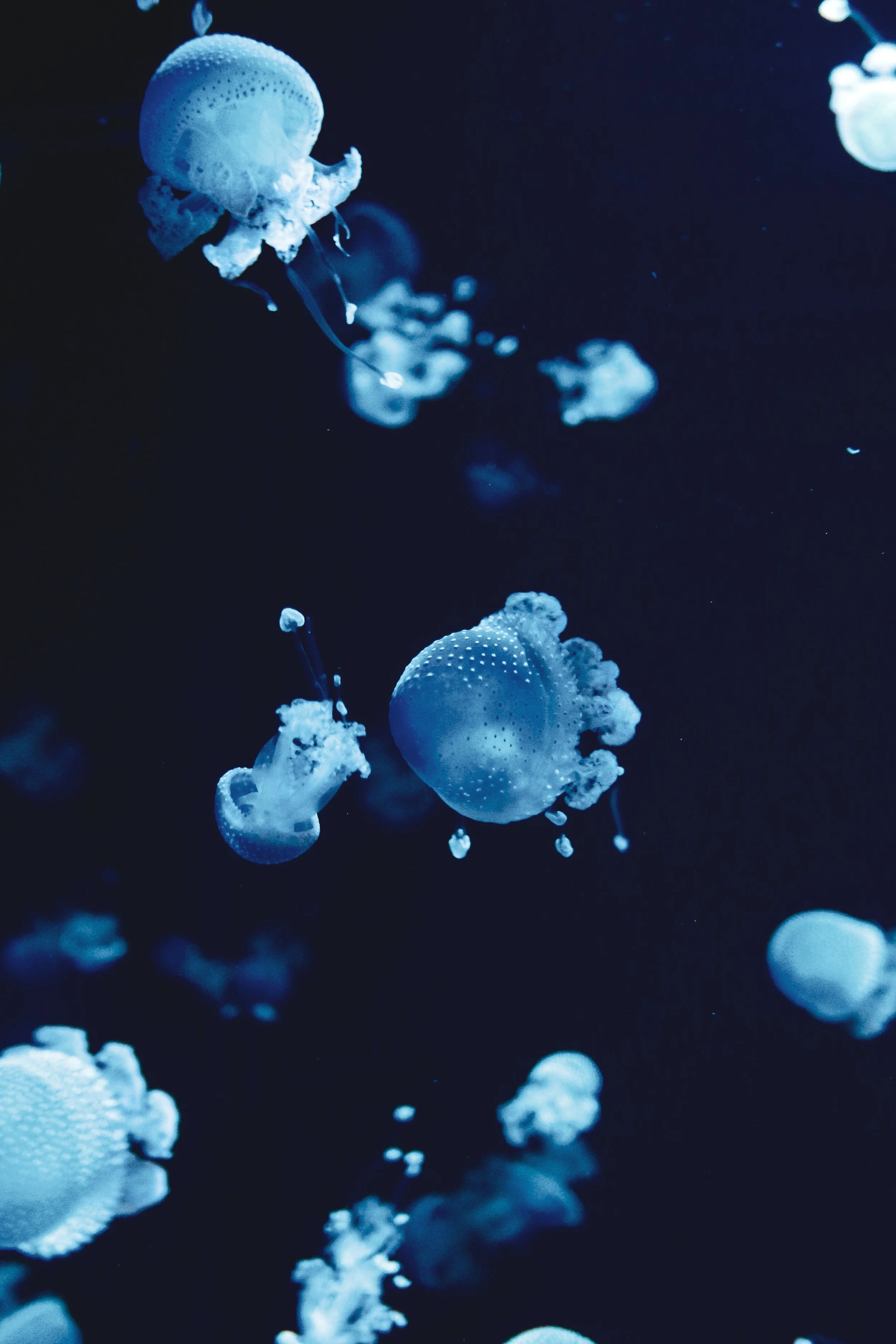 Full Blue Supermoon in Pisces