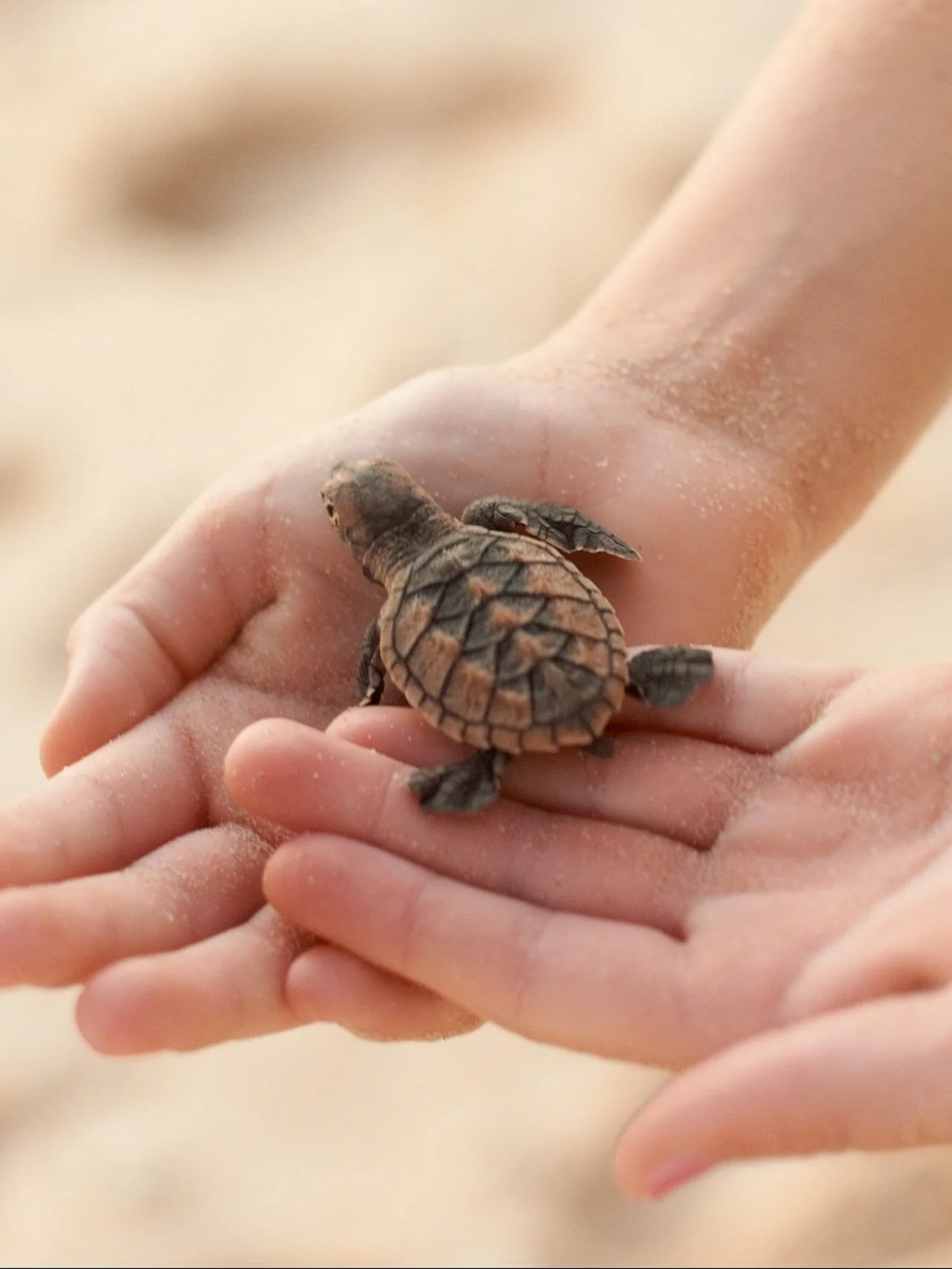 Tiny tiny turtles beginning their brave &amp; wondrous journey...
Many years and thousands of miles later, mature turtles return to their birthplace to mate using Earth&rsquo;s magnetic field as a navigational guide.

Farewell &amp; one day come back
