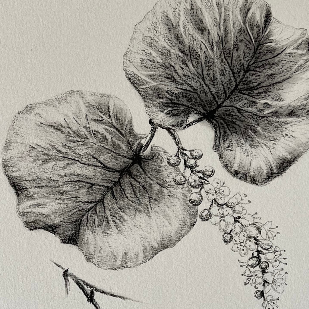 COBBLERS COVE FINE ART PRINT BOTANICAL SEA GRAPE_2.png