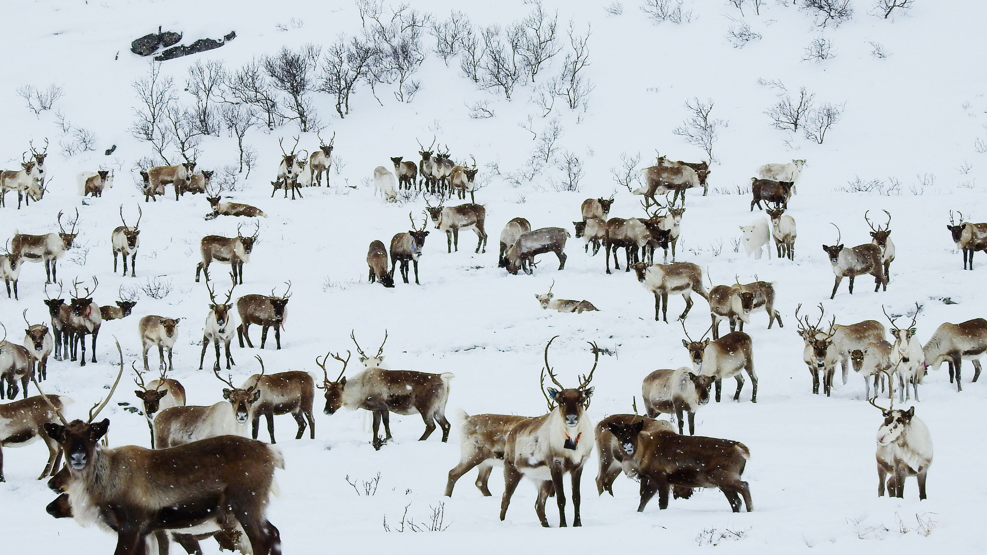 Urfolk og utbygging - gammel konflikt i ny drakt