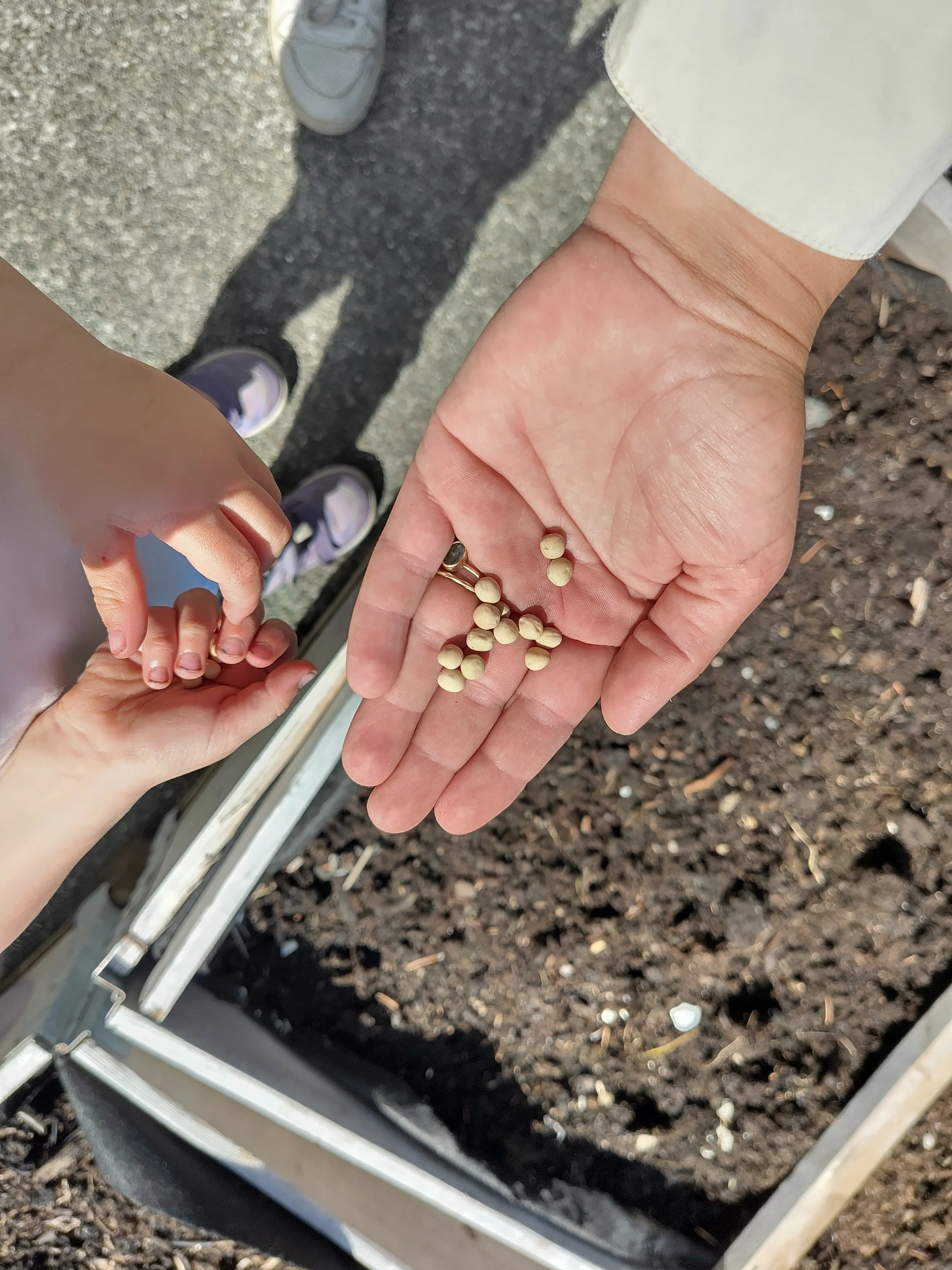 Så frø i kompostjord