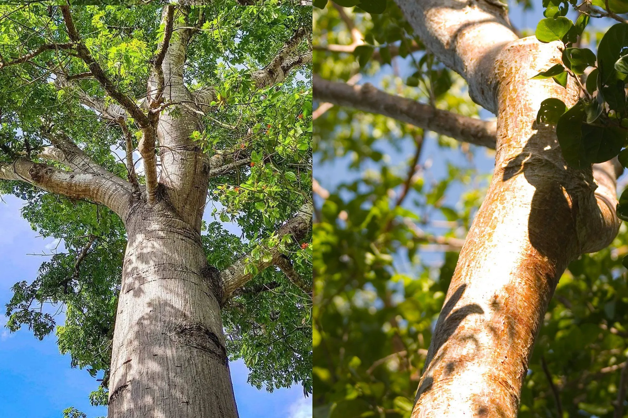 The Legend of the Chechén and Chaká Trees: Love and Rivalry