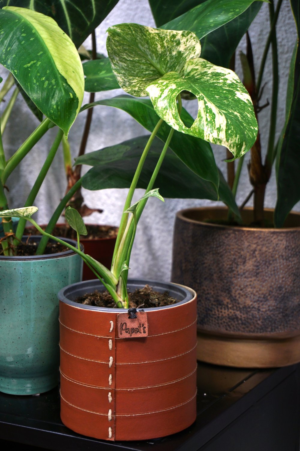 Cache Pot diamètre 14cm — HouseParty Plantes — Plantes d'intérieur rares
