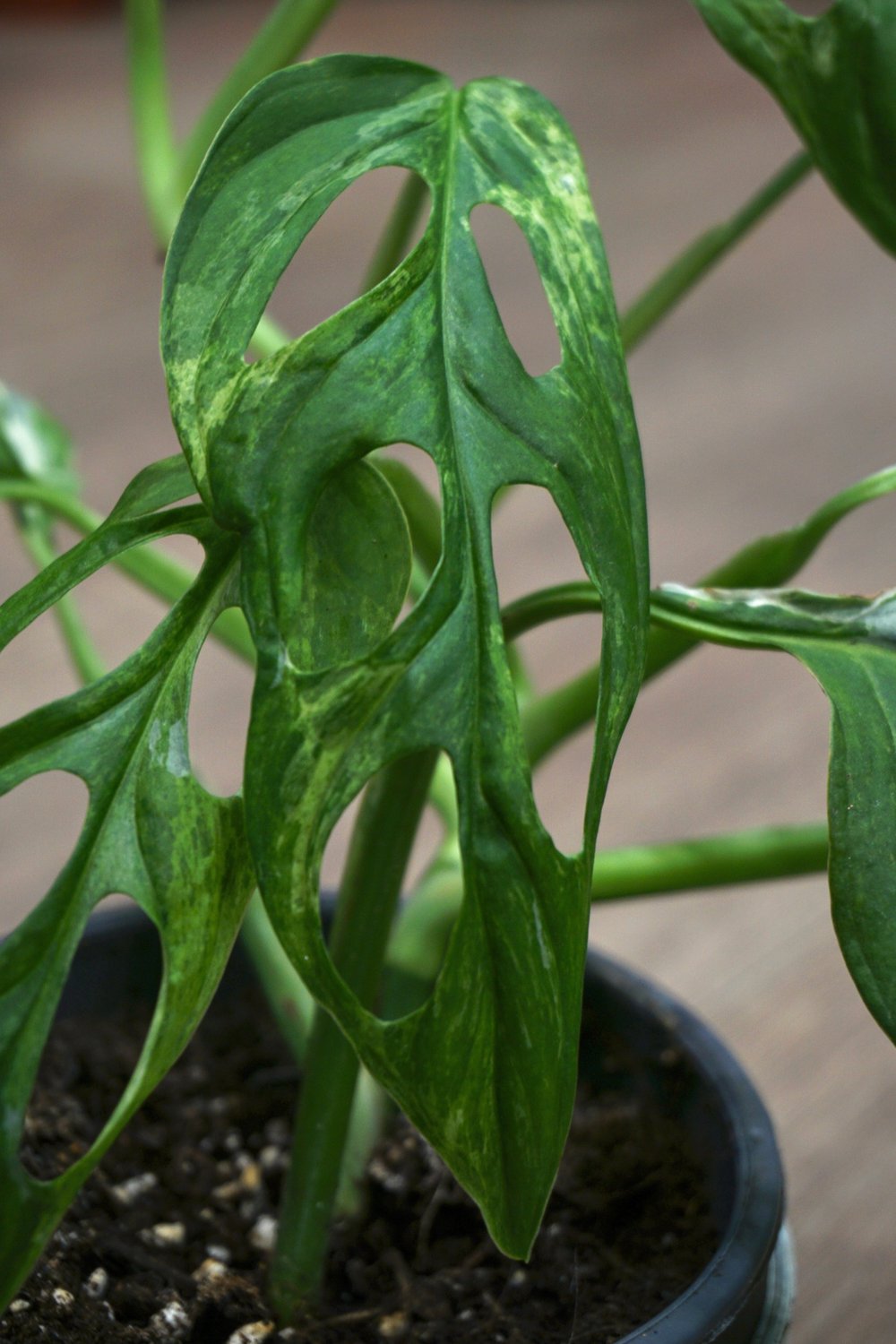 Fiche entretien de la Monstera deliciosa variegata (et Thaï