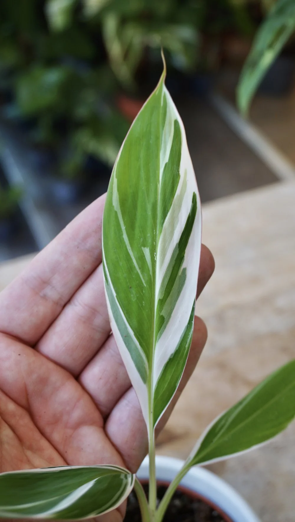 musa florida variegated