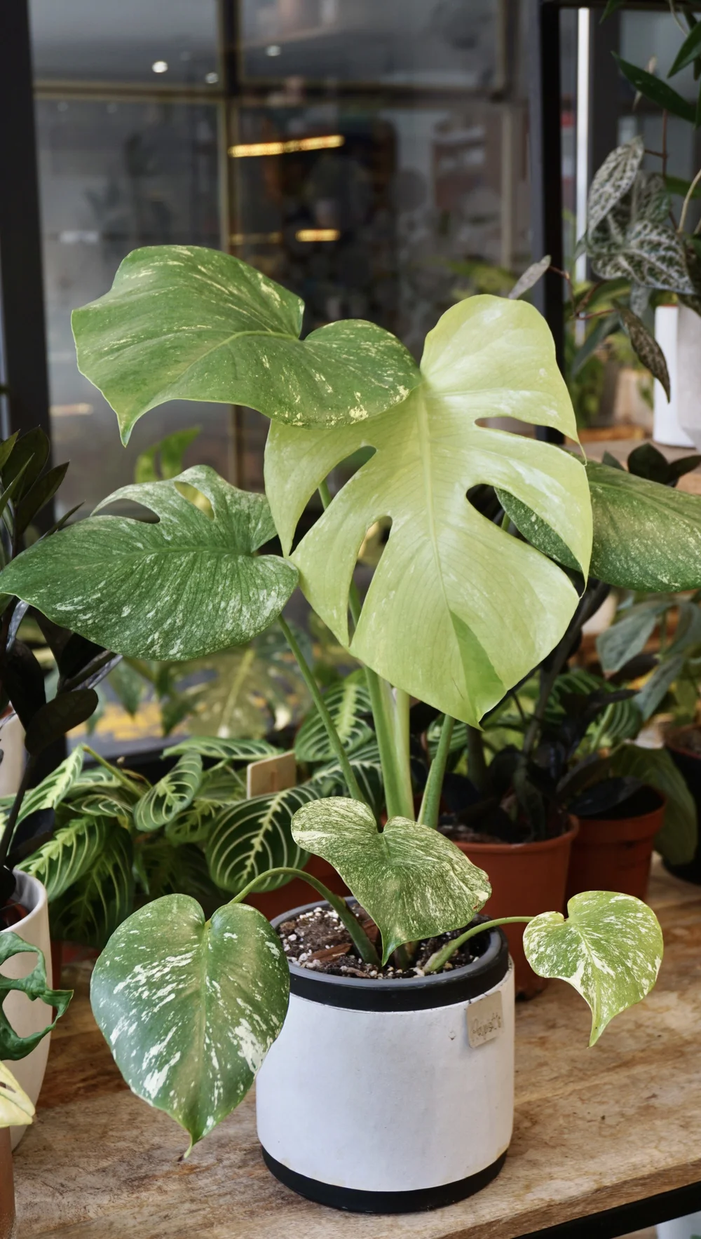 GW特別価格】Monstera Deliciosa White Monster 面白