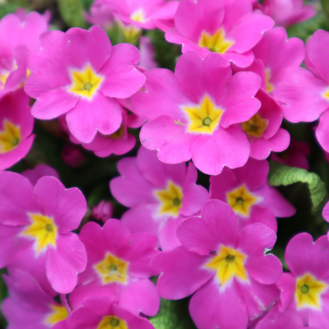 May Fair Tea - Primrose Garden 1:00pm