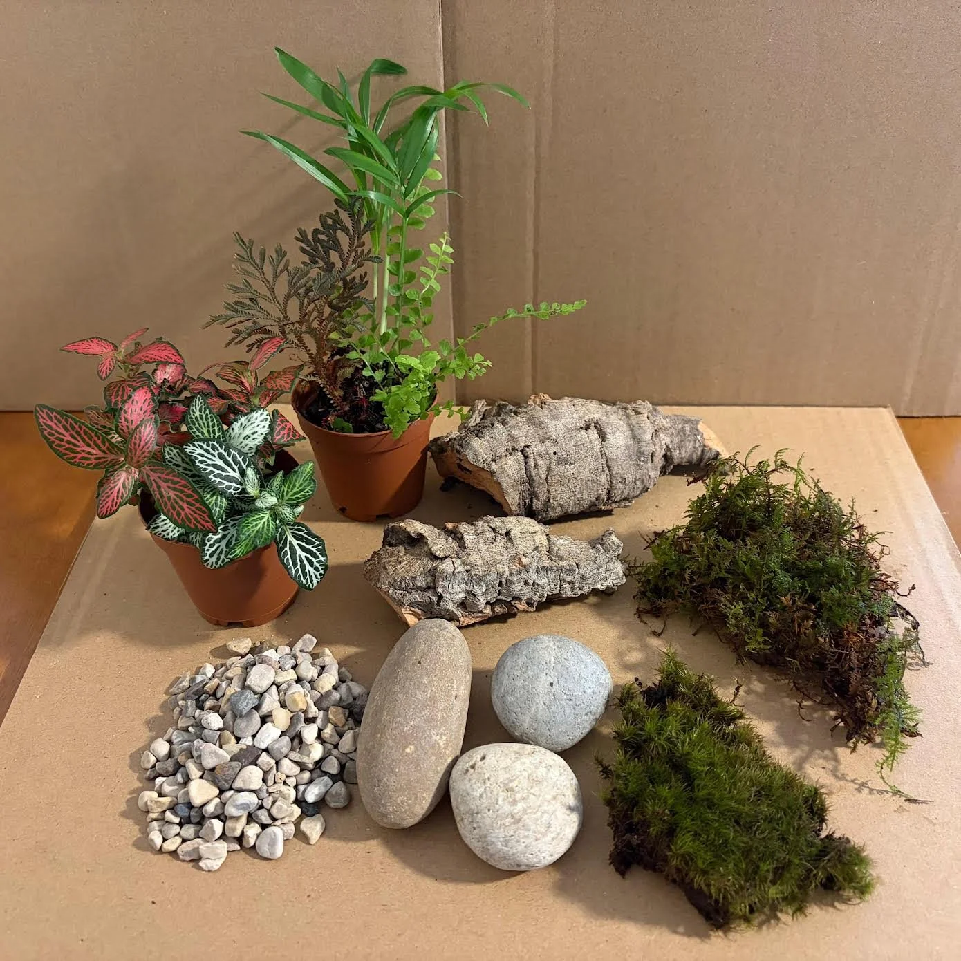 forest floor DIY Terrarium prize.jpeg