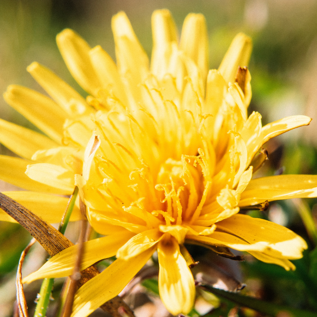 May Fair Tea - Dandelion Garden 10:30am