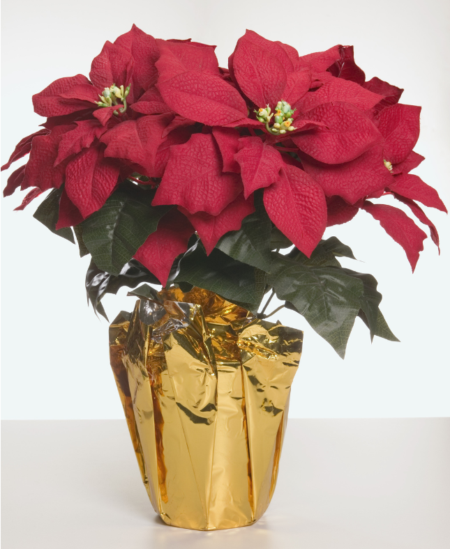 Poinsettia.png