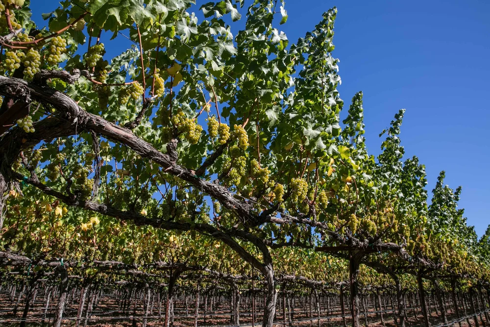Vineyards — Dutton Ranch