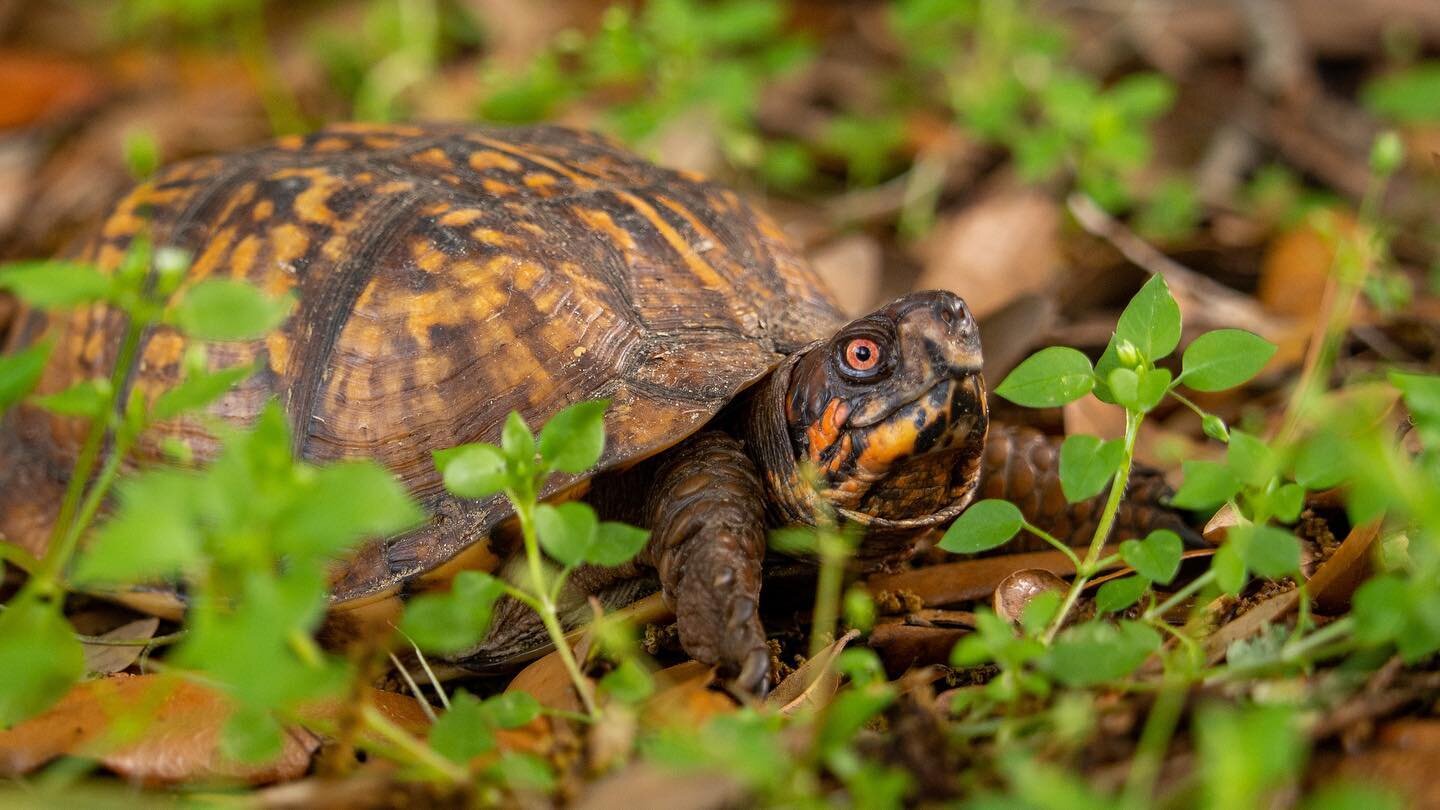 Some people used to believe that the world was on the back of a turtle. #worldturtle #boxturtle