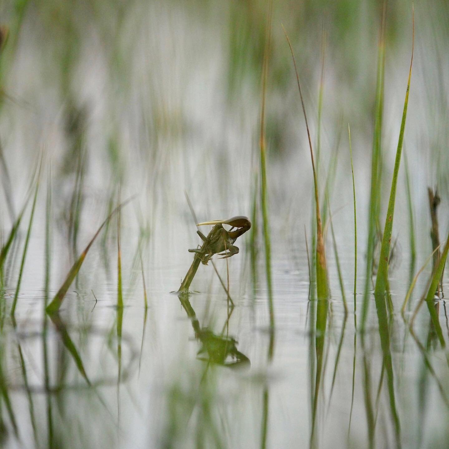 Red fish lollipop! 

Fiddler crabs like this one are what the reds get so happy about in the flood tide grasses.