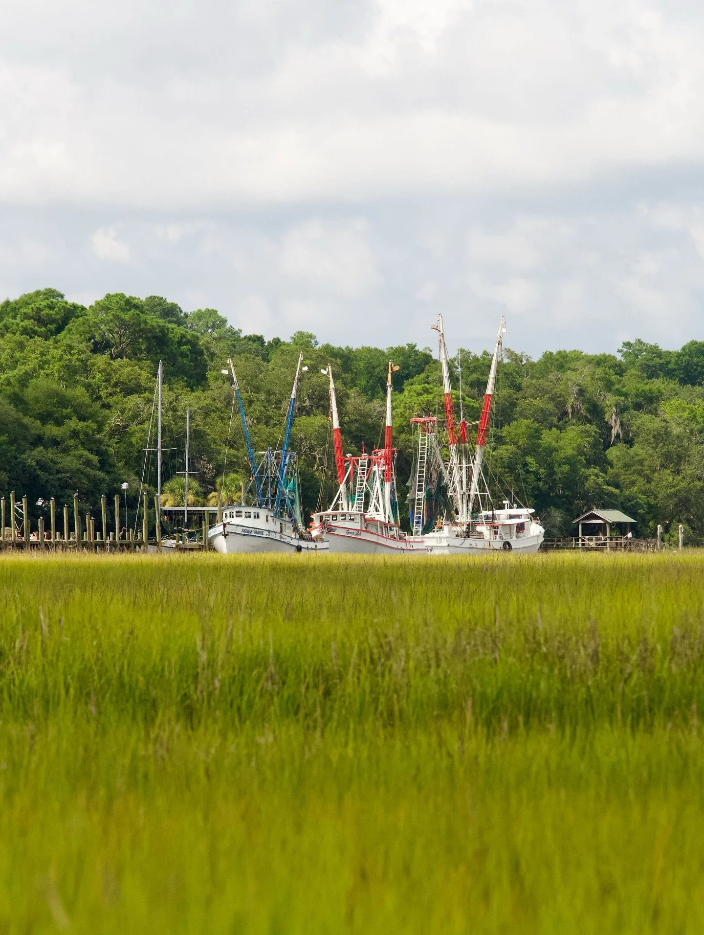 Everything likes shrip