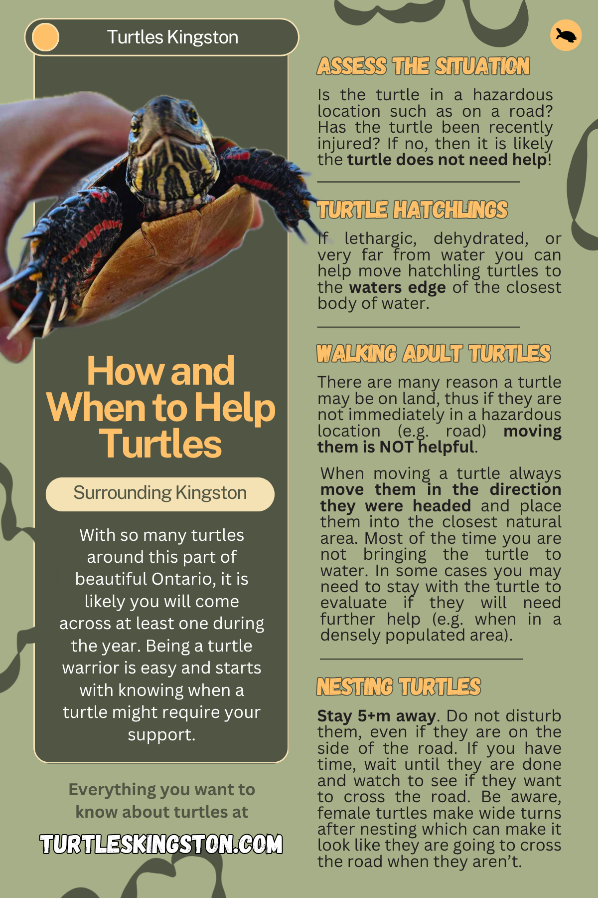 How to help turtles in your community handout