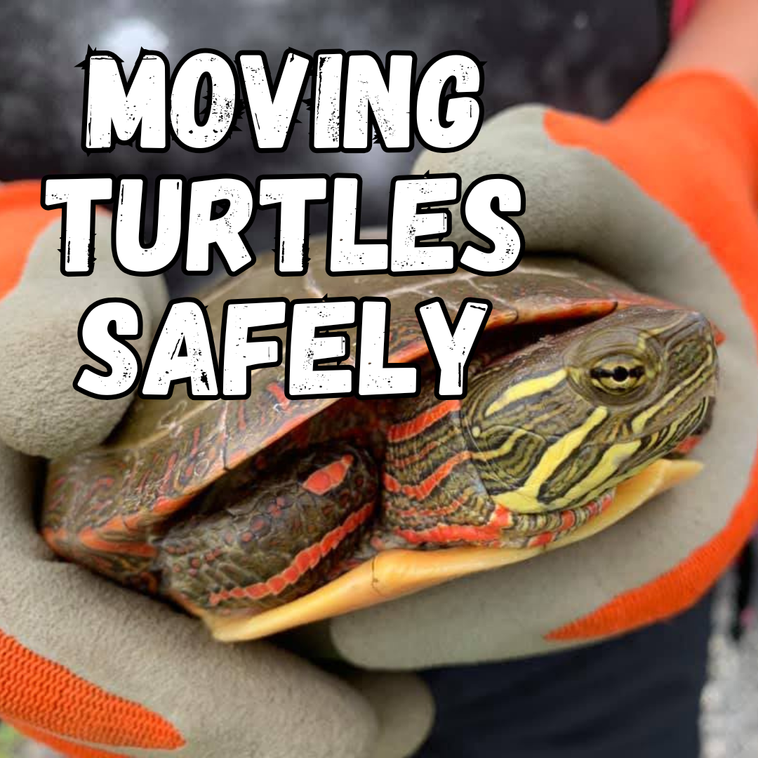 Moving turtles safely