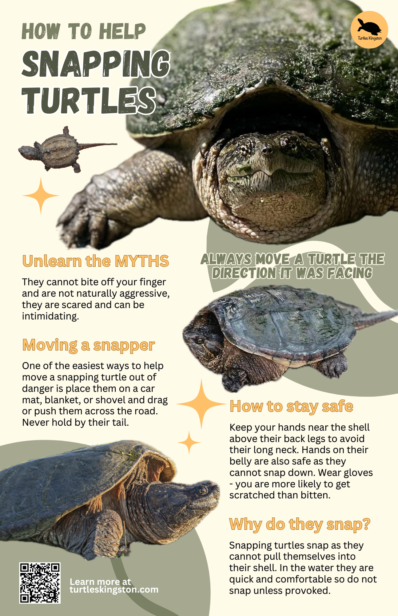 Snapping turtle info poster
