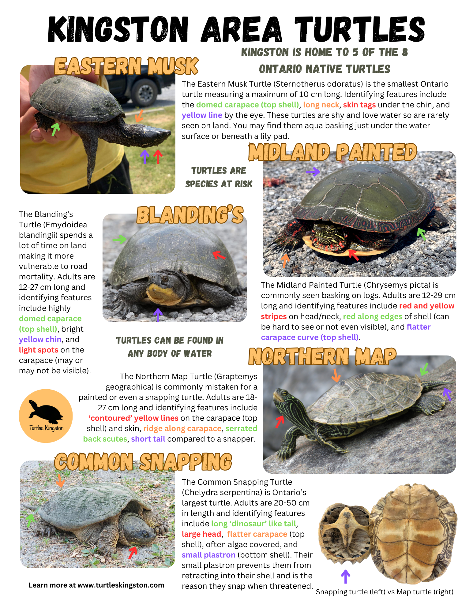 What Are The Diffe Types Of Snapping Turtles - Infoupdate.org