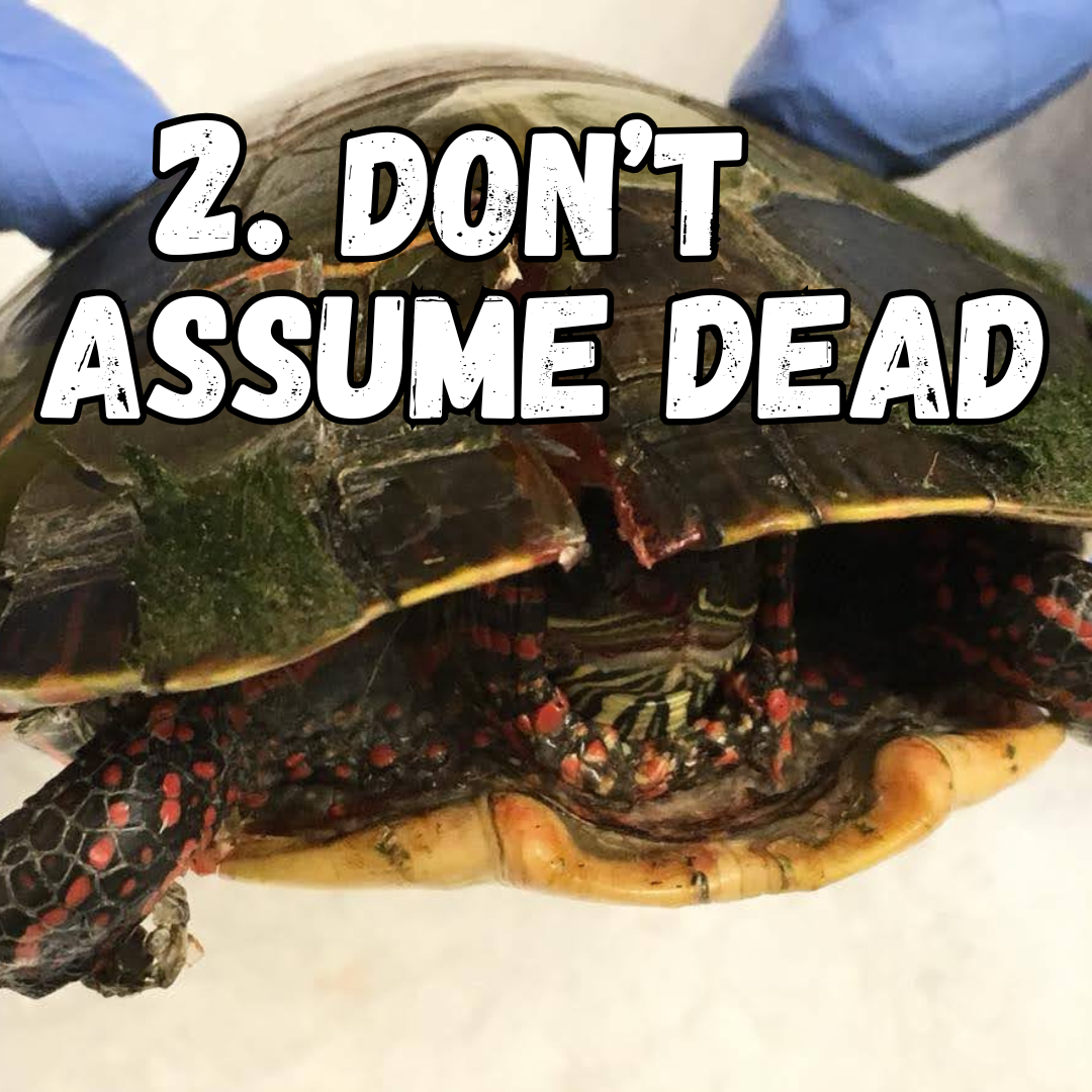 2. don't assume dead