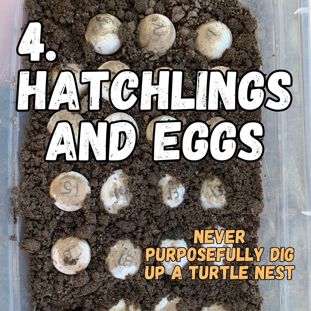 4. hatchlings and eggs