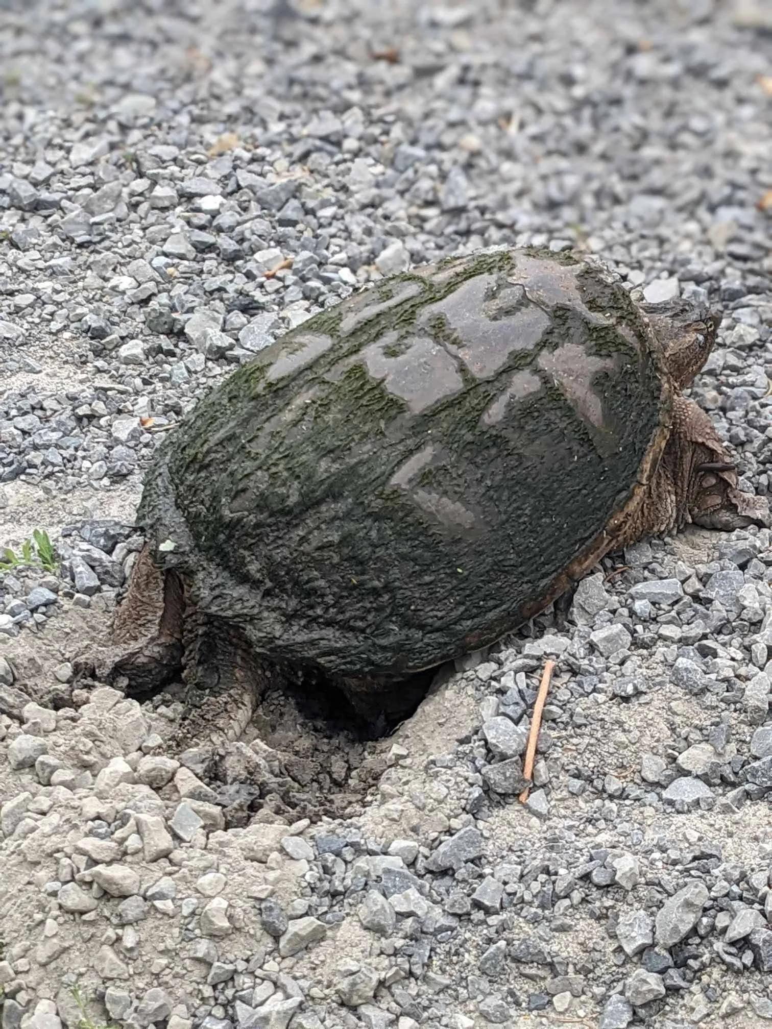 How do turtles select their nesting site?