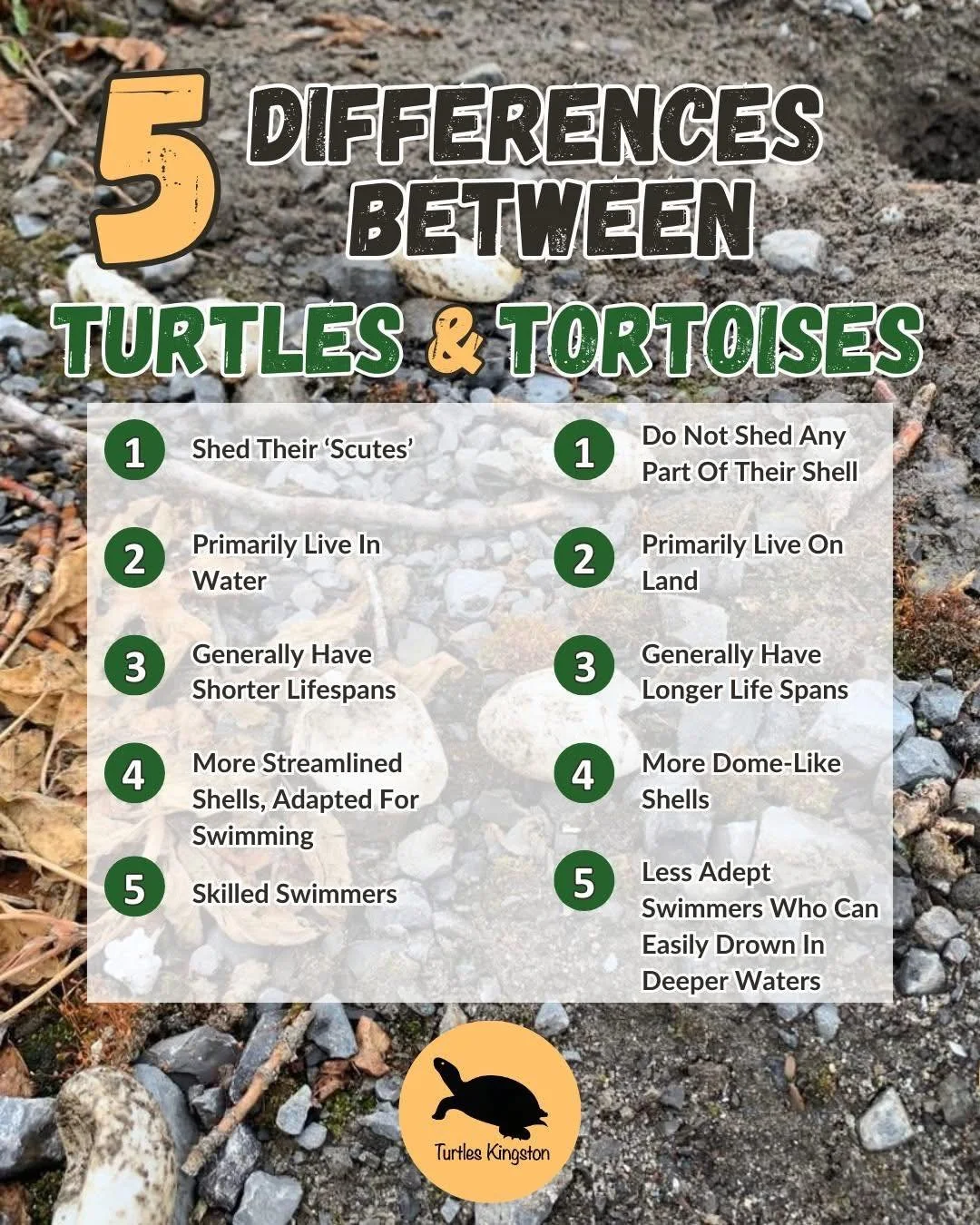 Ever wondered how a freshwater turtle is different than a tortoise?
Maybe you haven't wondered because you never thought about it. 
Well, they are different and there are 5 main differences:
Turtles: 
1. shed their scutes
2. primarily live in wate