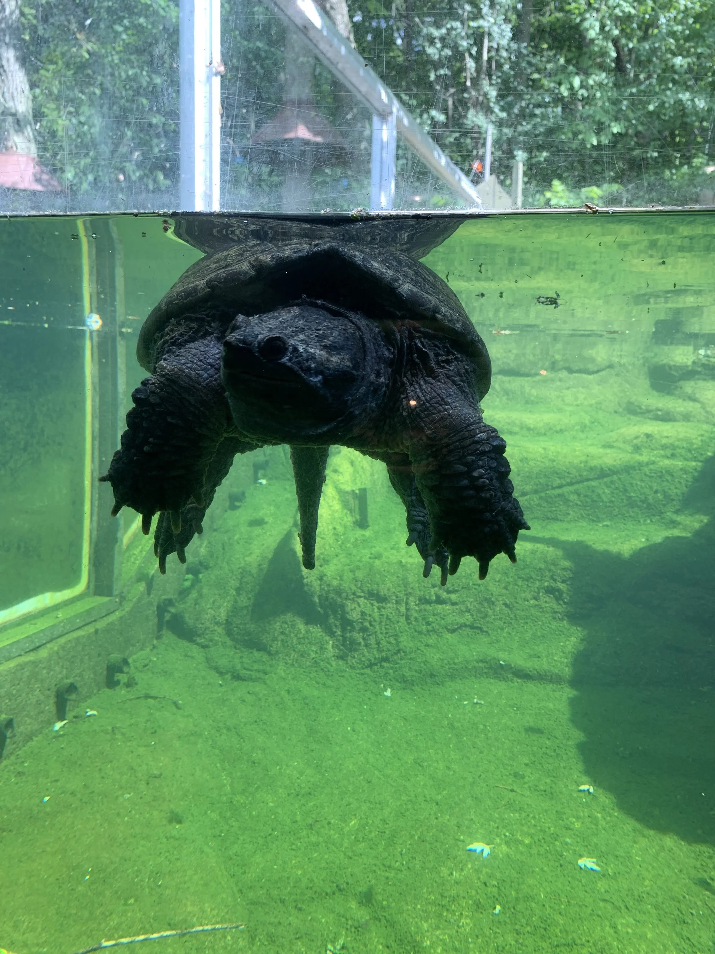 Why is it illegal to own a native turtle as a pet in Ontario?