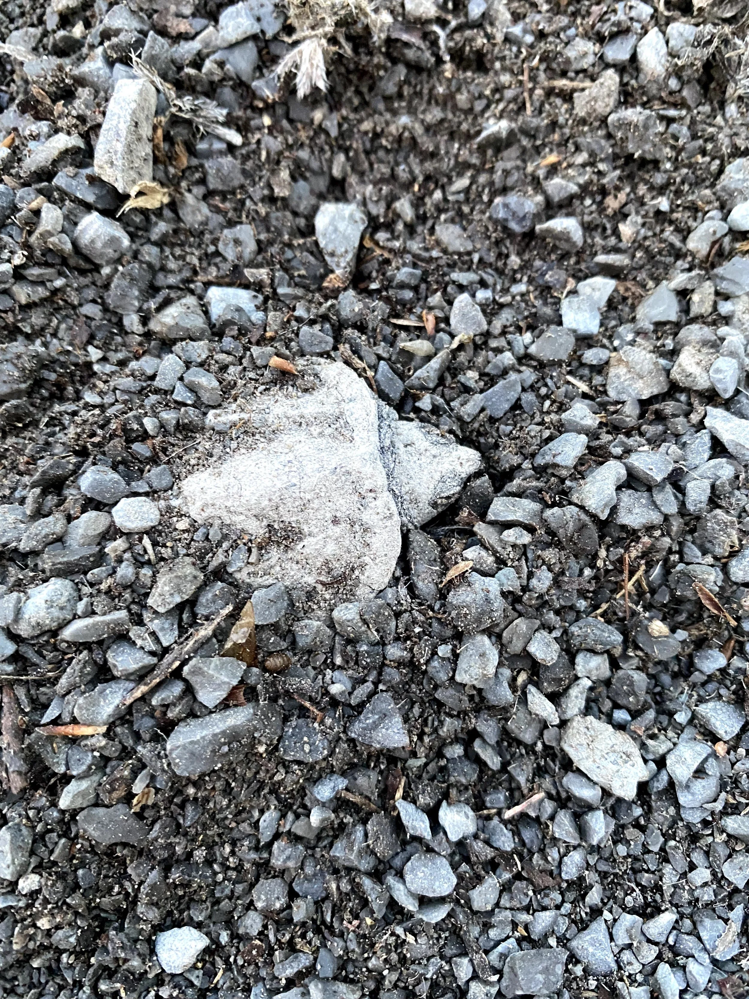 Why turtle nests must remain undisturbed