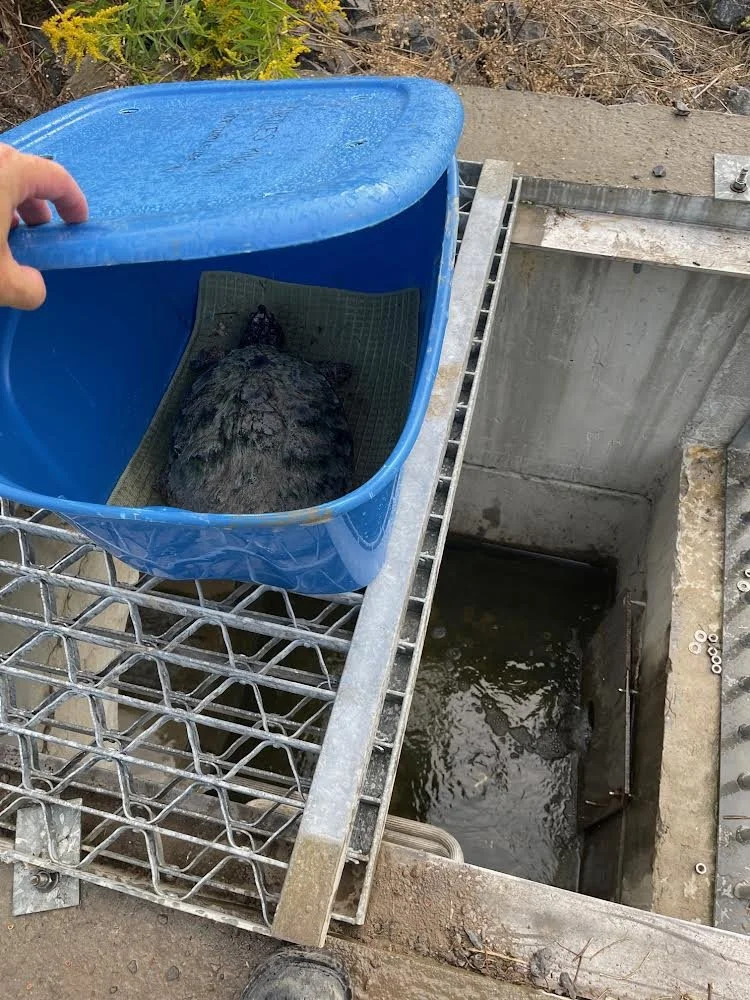 Turtles and Stormwater Management Ponds