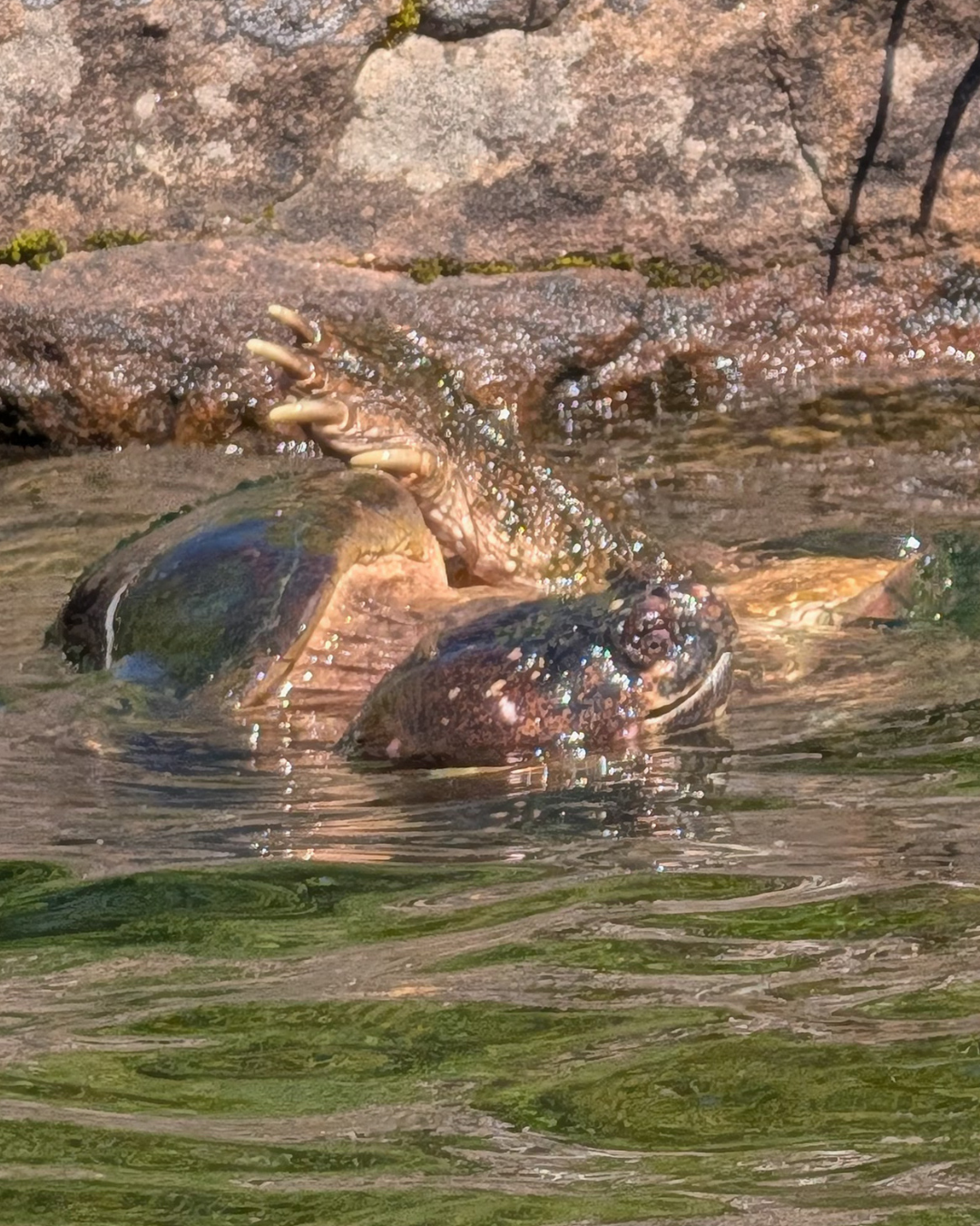 Mating or Fighting