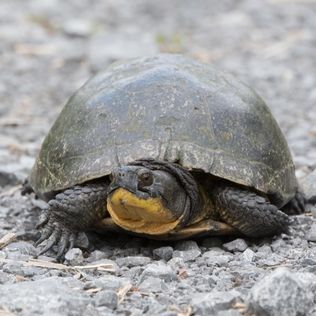 Reporting Turtle Sightings: Key When Advocating for Blanding’s Turtles