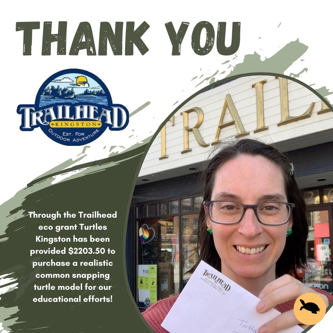 Thank you Trailhead for a grant to purchase a realistic common snapping turtle model for our educational efforts!
