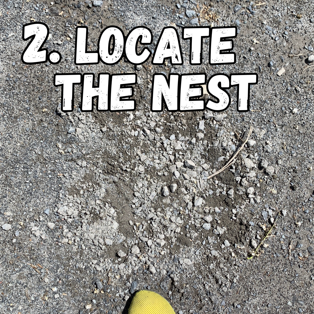 2. locate the nest