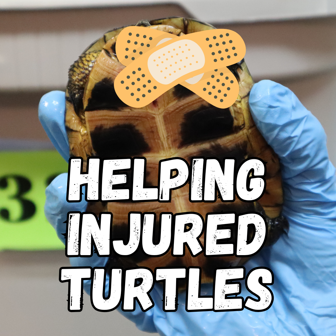 Helping injured turtles