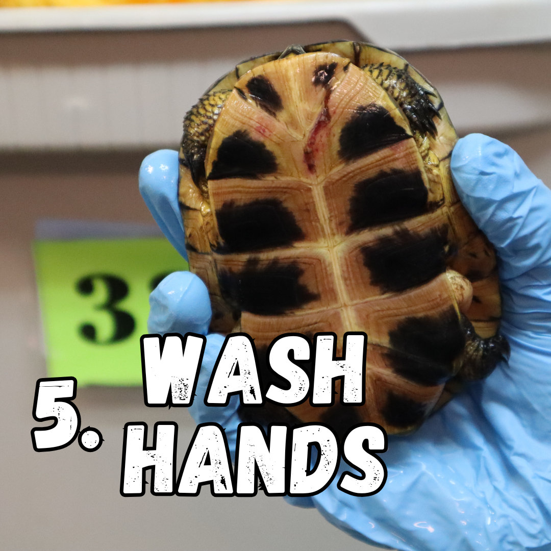 5. wash hands