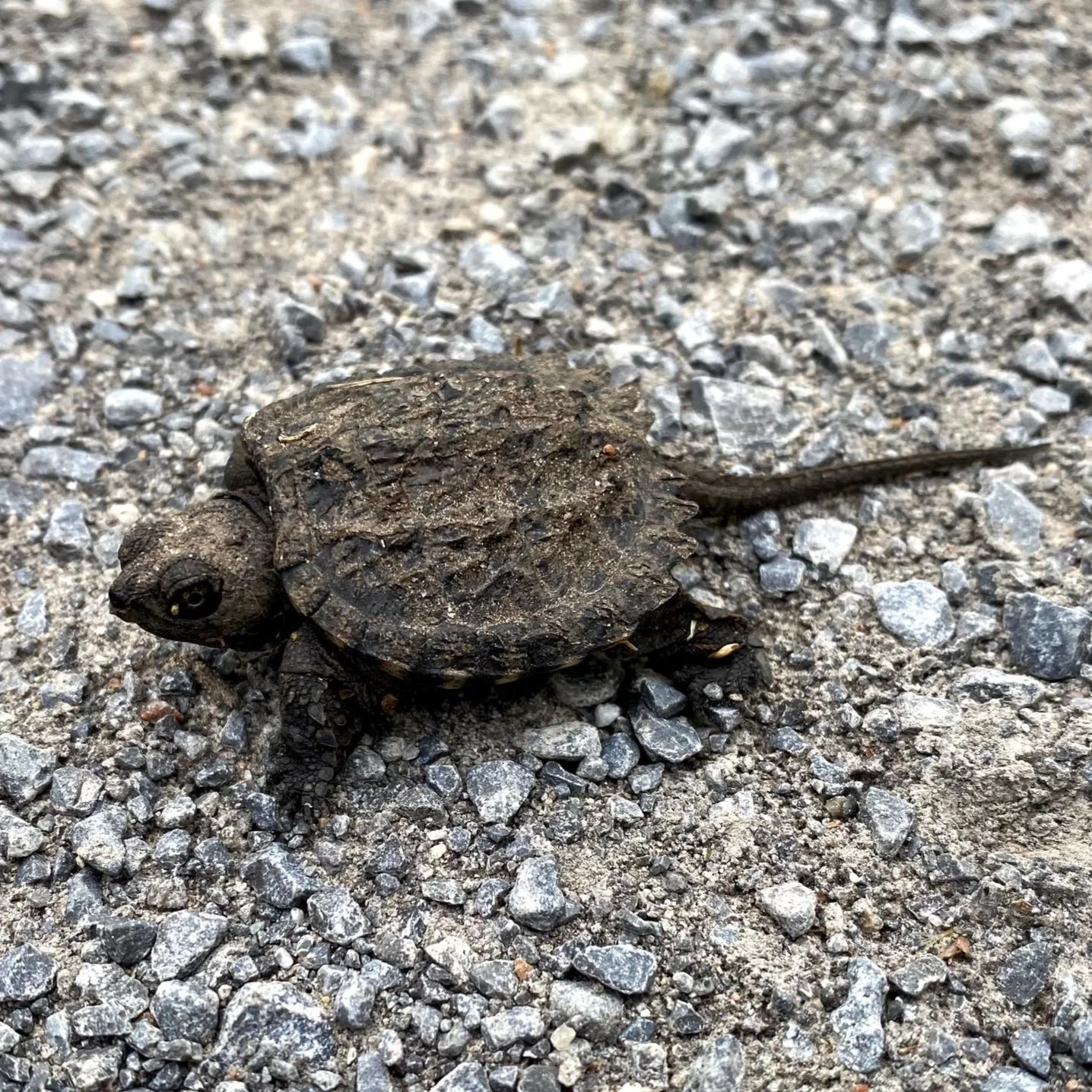 Hatchlings on the Move! — Turtles Kingston