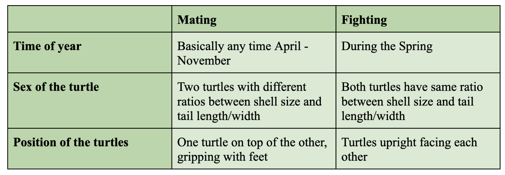 mating if its APR-NOV, two turtles with different ratios of tail  to shell size, nd one turtle is on top of the other. It may be fighting if during the spring, both turtles have same tail to shell ratio, and turtles are facing eachother