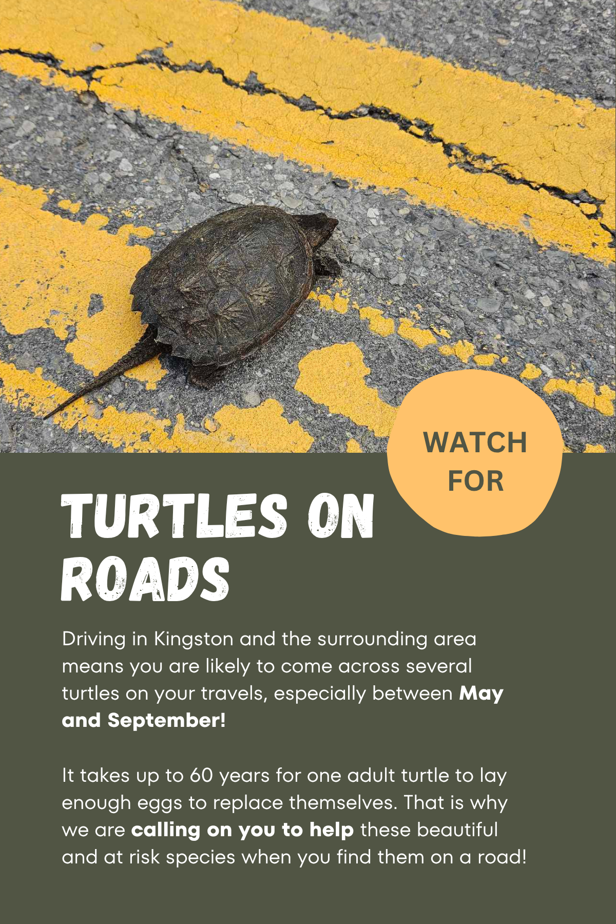 Helping turtles you find on roads handout