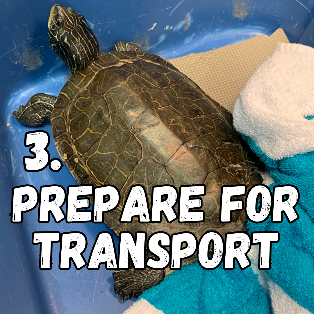 3. prepare for transport