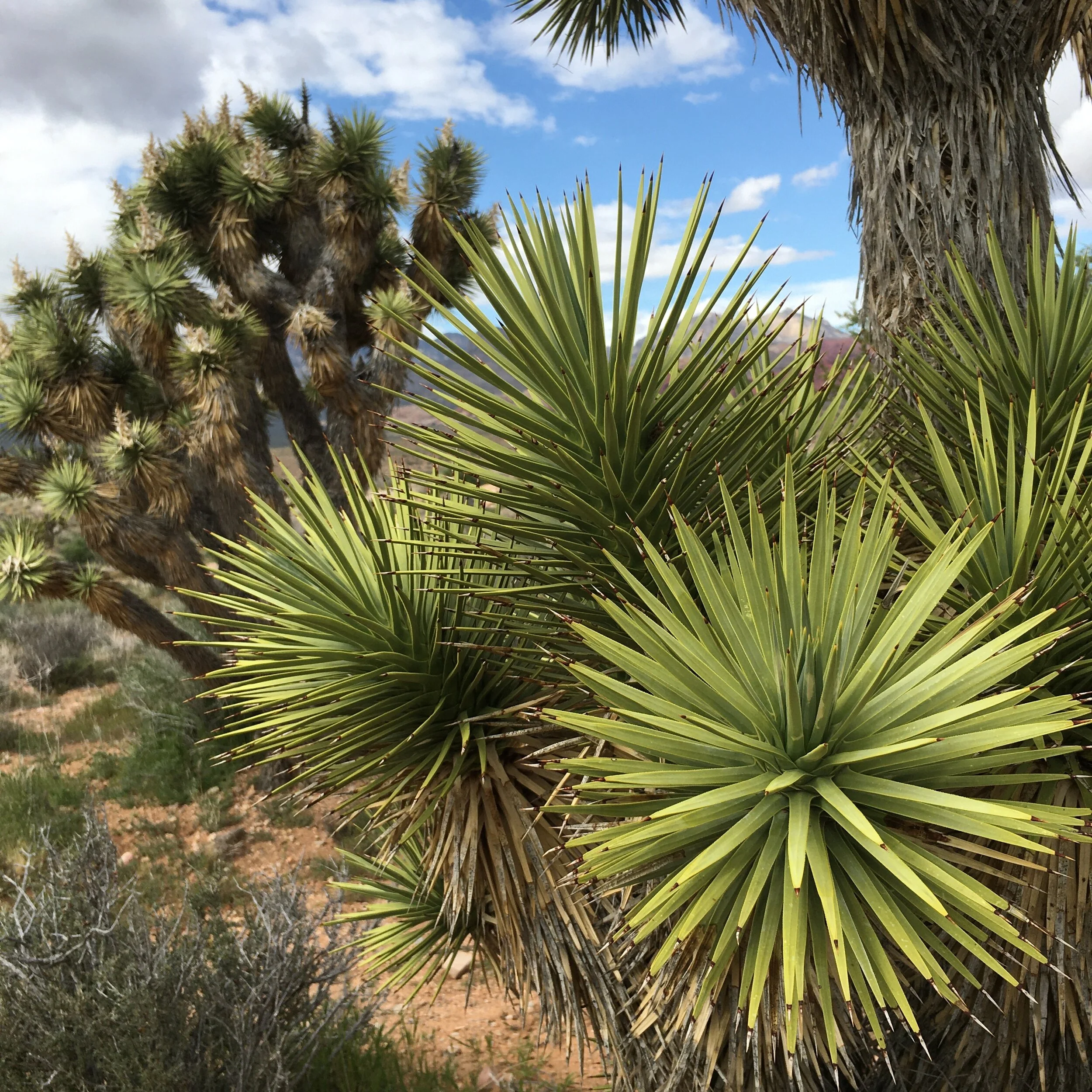 2020-04-18 15.40.54.jpg