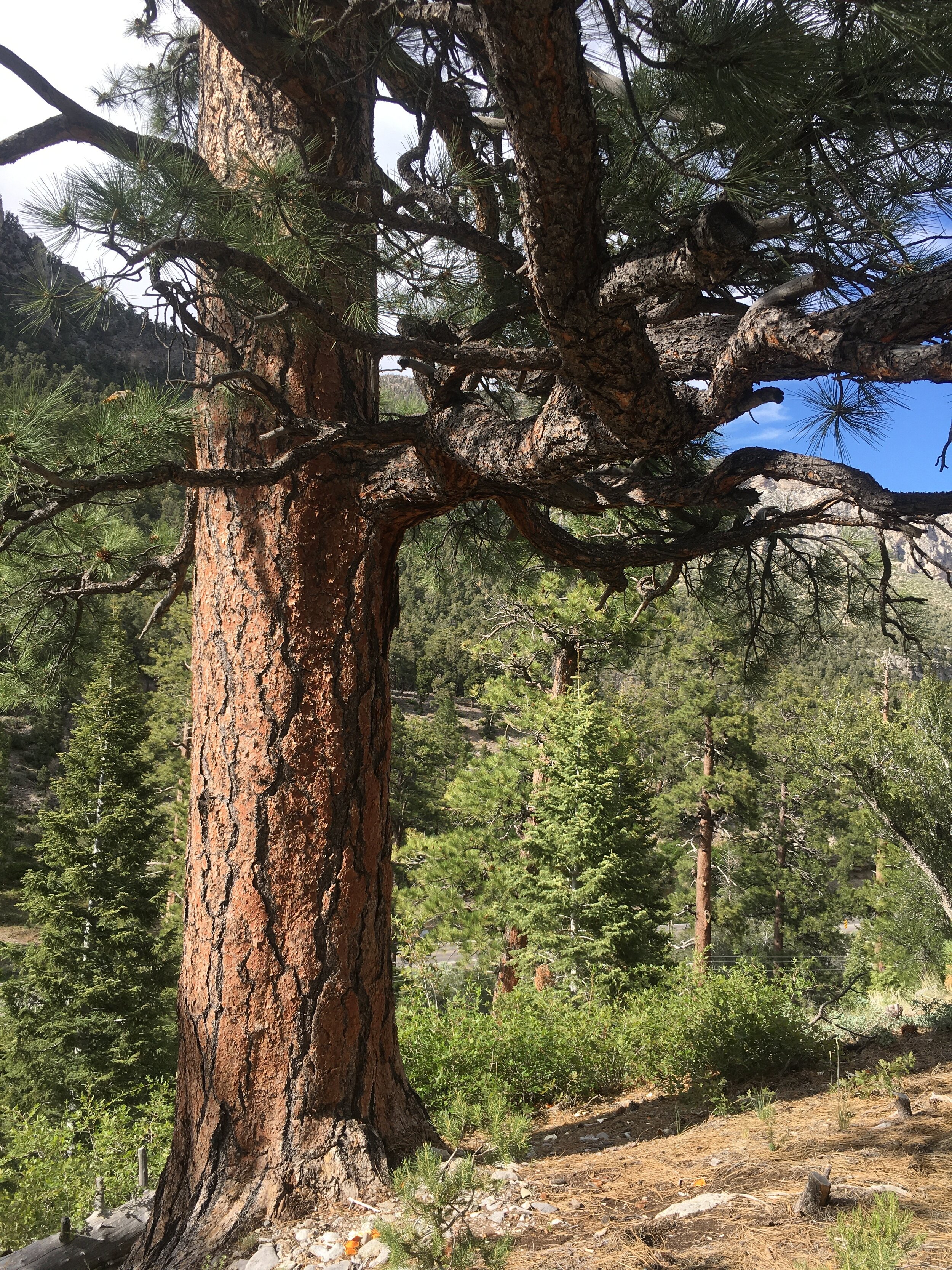 2020-05-29 16.38.41.jpg