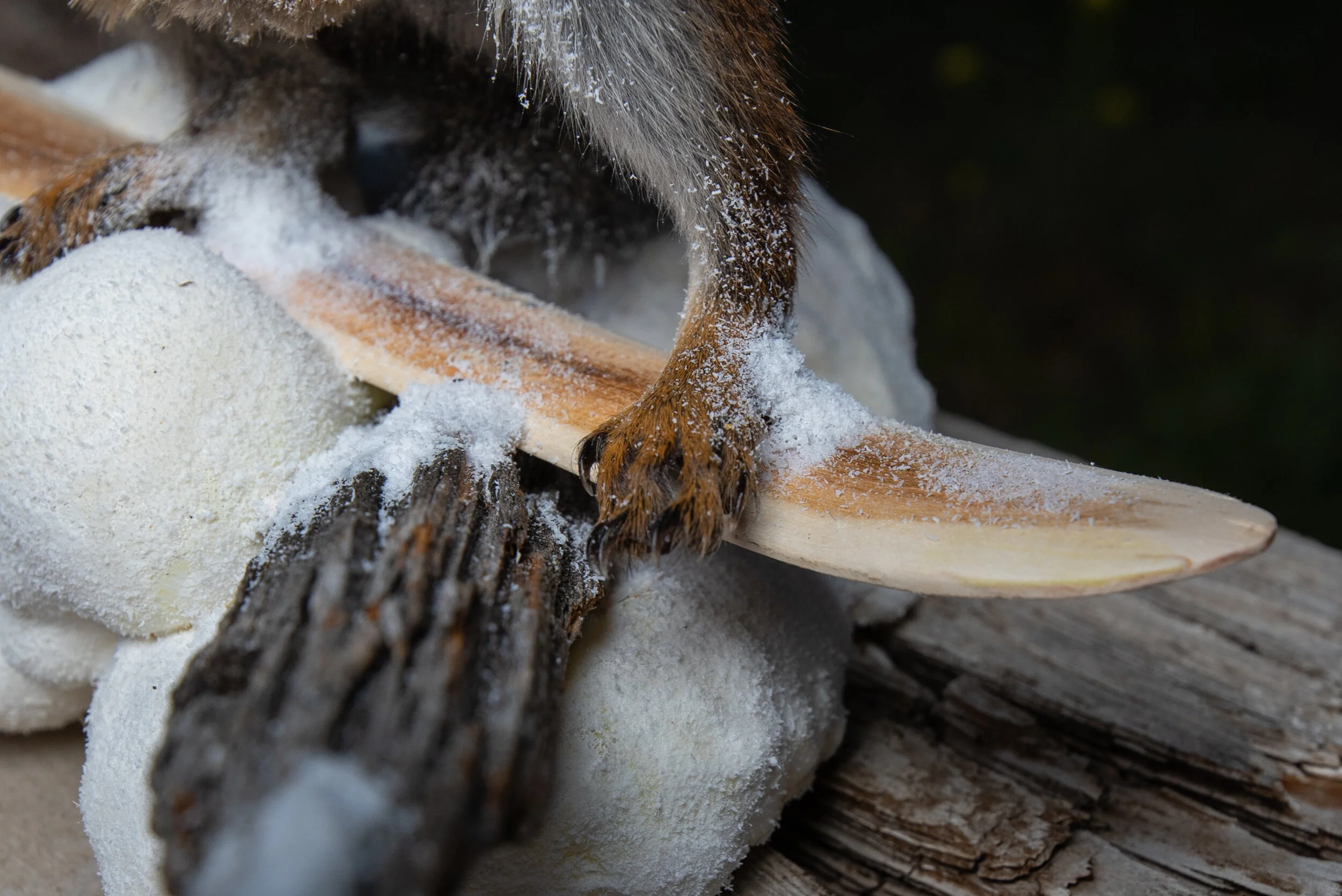 squirrelwarriors2-10.jpg