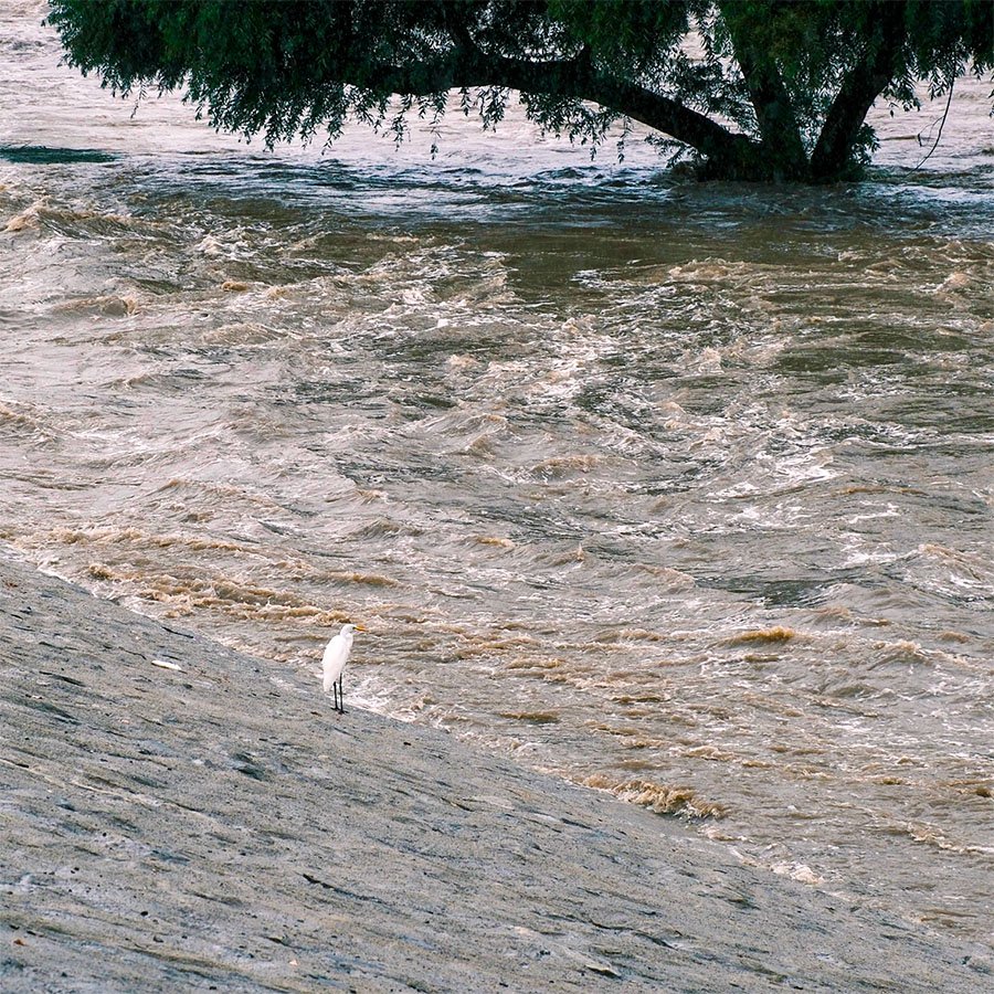 Bird on LA River.jpg