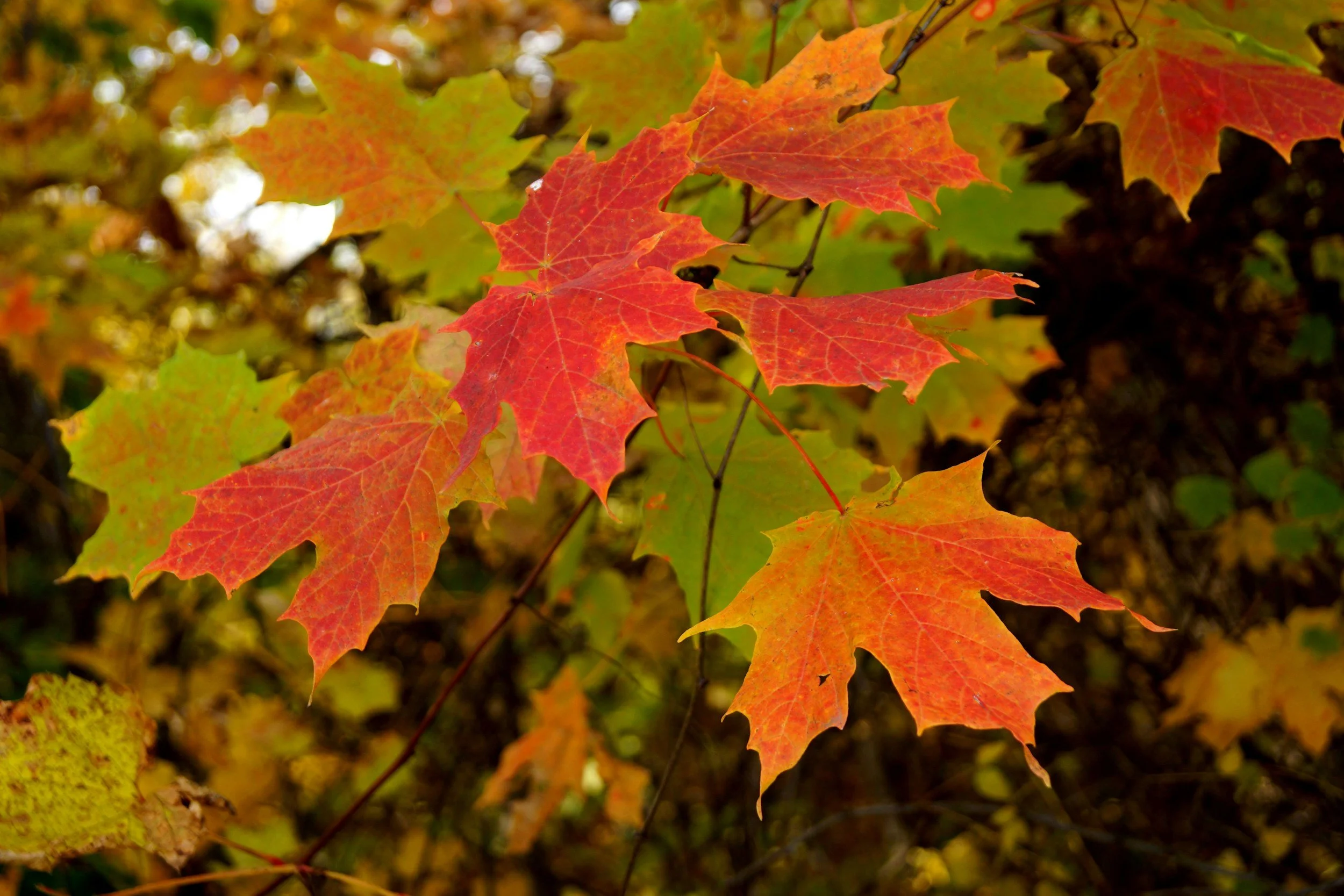 Untitled - For Autumn