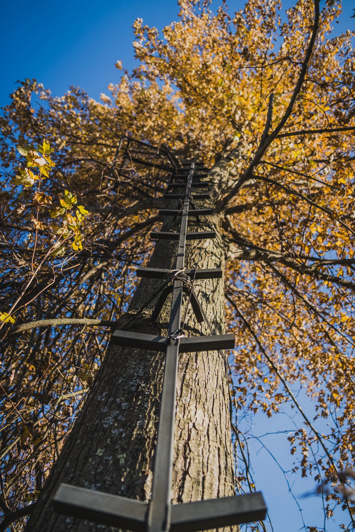 Hunting Strategies: Fixed Stands 101