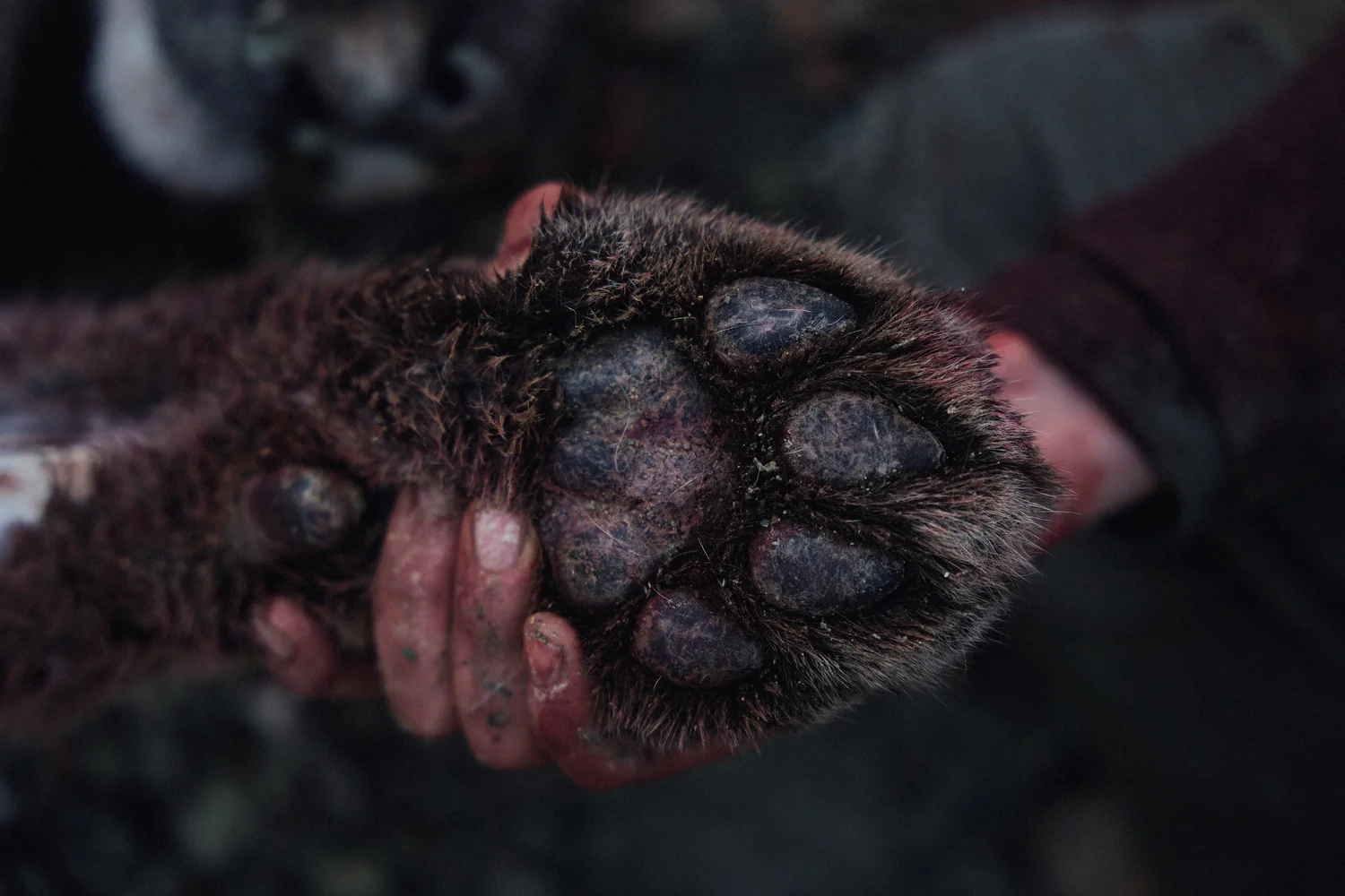 Close-up of a hand holding a mountain lion's paw, pads up