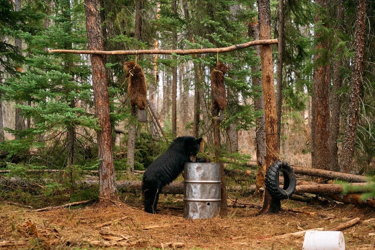 g-bear-bait.jpg